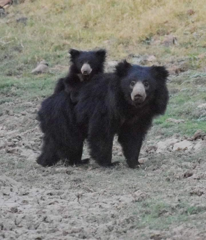 Canter Safari Booking