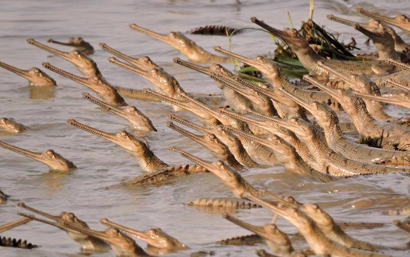 Canter Safari Booking