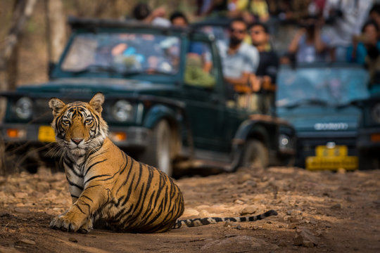 Gypsy Safari Ranthambore